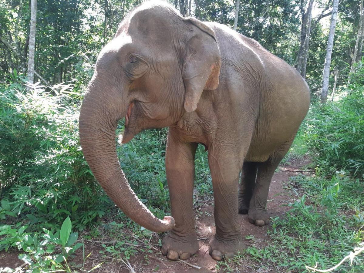 Gibbon Lodge Sen Monourom Luaran gambar